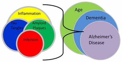 Chlamydia pneumoniae: An Etiologic Agent for Late-Onset Dementia